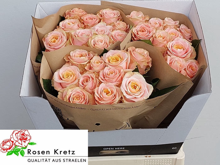 <h4>R GR PEACH FUNKY+</h4>