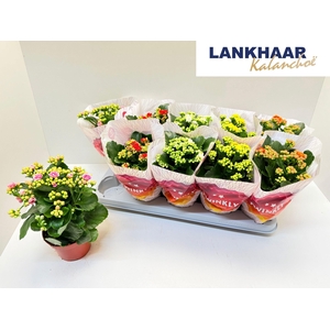 KAL GE PERF GEM 5 KL