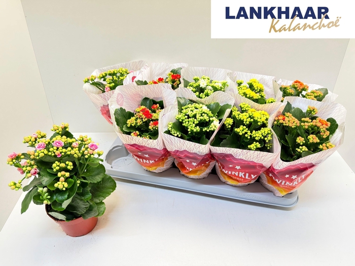 KAL GE PERF GEM 5 KL