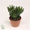 Crassula Gollum P40 H90