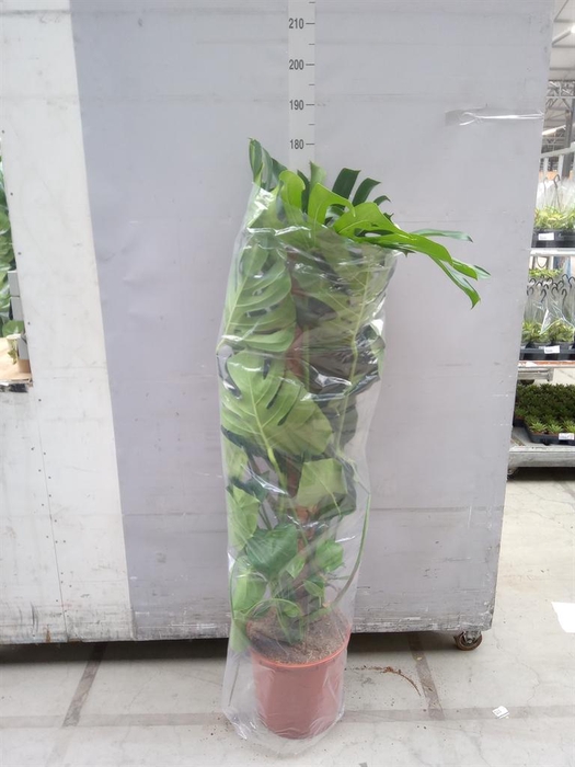 <h4>Monstera delic.</h4>