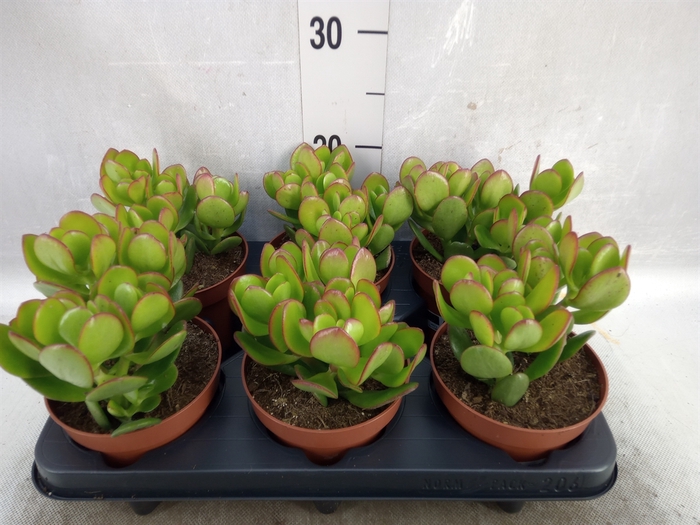 <h4>Crassula ovata</h4>