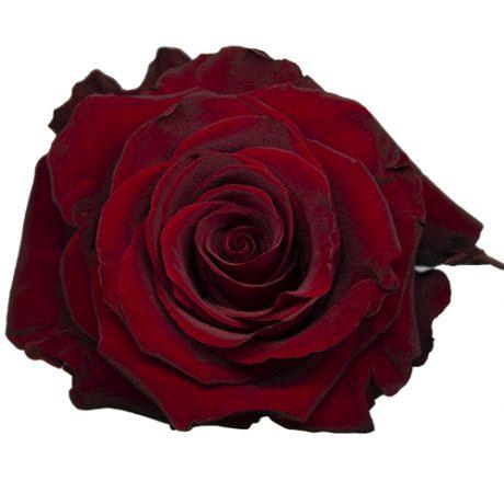 R Gr Explorer Red 50cm EC