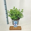 Viburnum tinus Eve Price
