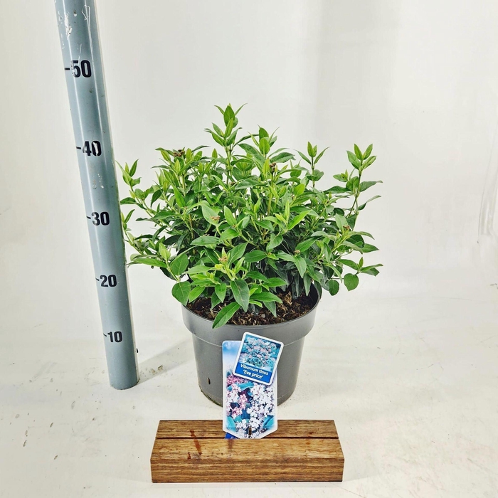 Viburnum tinus Eve Price