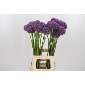 Allium Gladiator