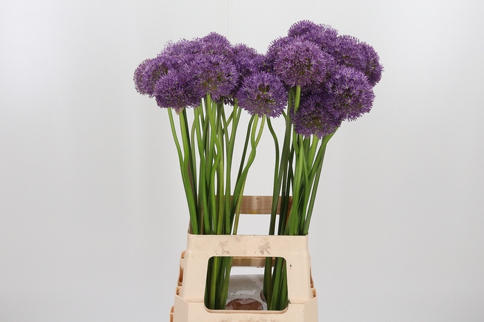 <h4>Allium Gladiator</h4>