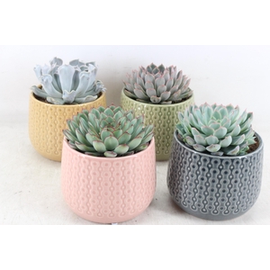 arr3 OV - Ker. Brasil x4