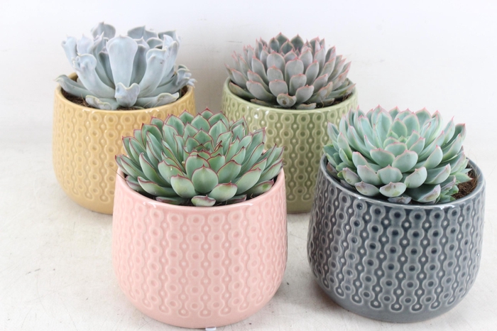 <h4>arr3 OV - Ker. Brasil x4</h4>