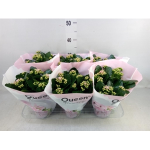 Kalanchoe  'MoreFlow Lillian'