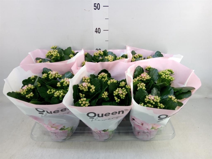 <h4>Kalanchoe 'MoreFlow Lillian'</h4>