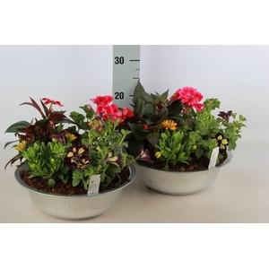 ARR TUINPLANTEN