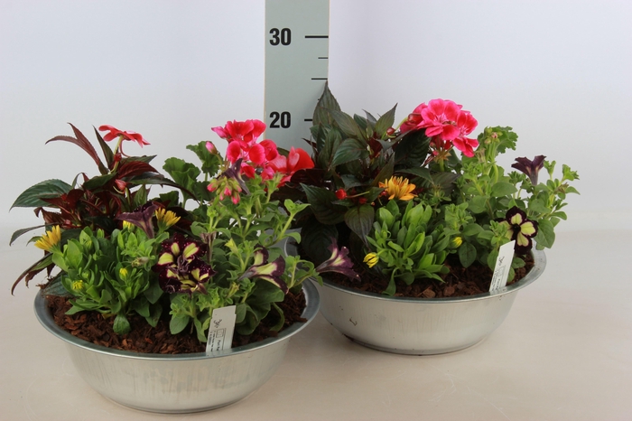 <h4>ARR TUINPLANTEN</h4>