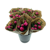 BQ Mono Pioenen Zalmroze x5