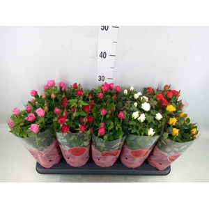 Rosa  'Star Roses'   ...mix 5