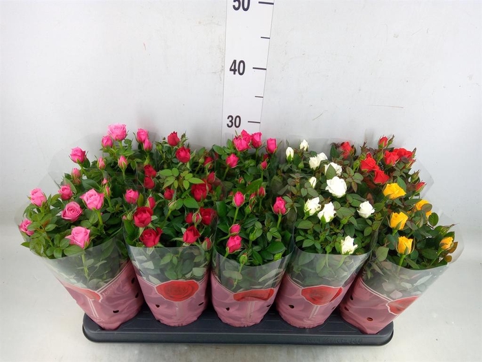 <h4>Rosa  'Star Roses'   ...mix 5</h4>