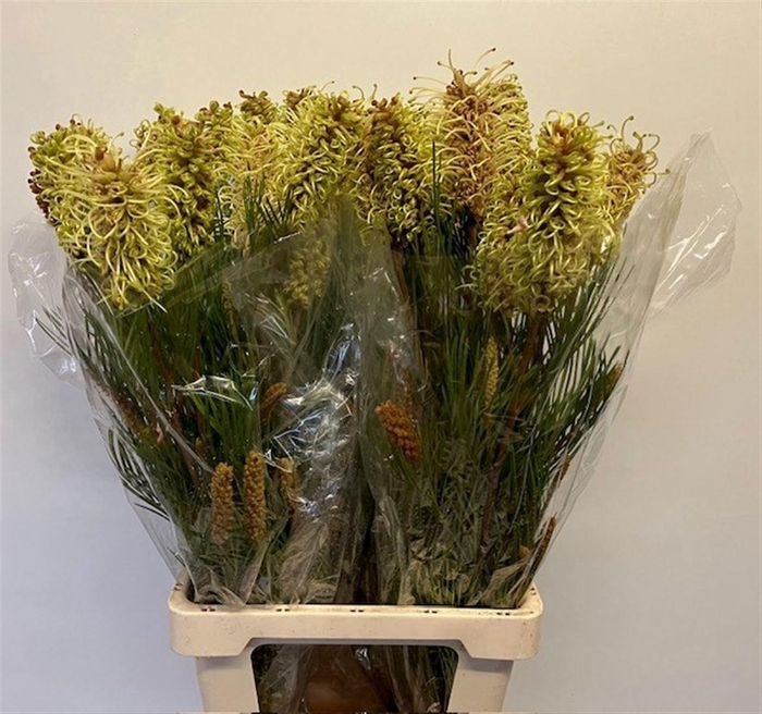 <h4>Grevillea Spiderman</h4>