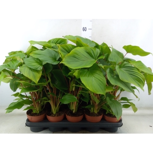 Homalomena rubescens 'Maggy'