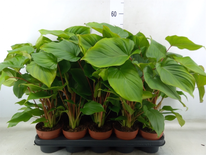 <h4>Homalomena rubescens 'Maggy'</h4>