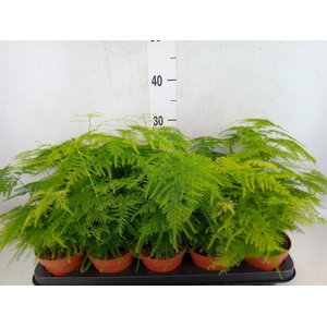 Asparagus setaceus
