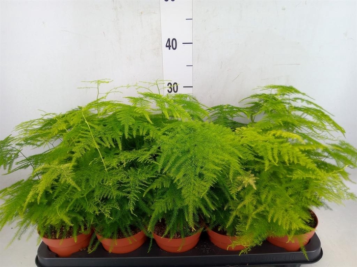<h4>Asparagus setaceus</h4>