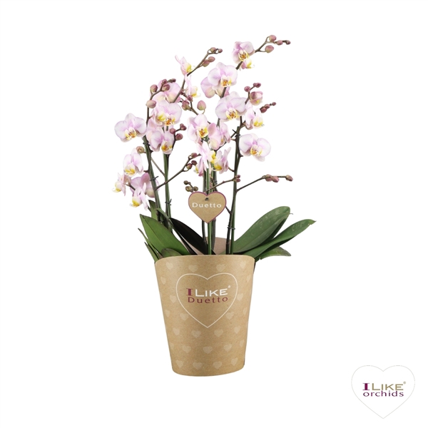 <h4>Duetto Multi - Carola 60+</h4>