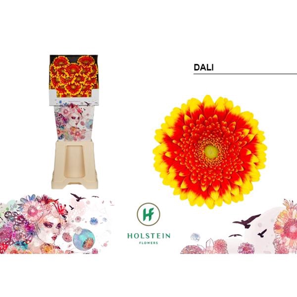 <h4>Ge Mi Dali Diamond Holstein</h4>