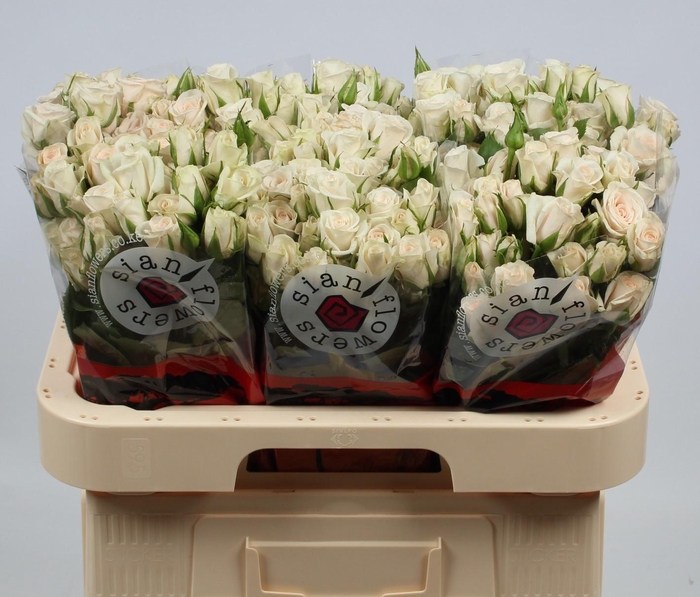 <h4>R TR ROYAL PORCELINA</h4>