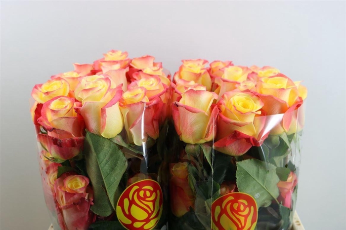 <h4>R Gr Florida Ll</h4>