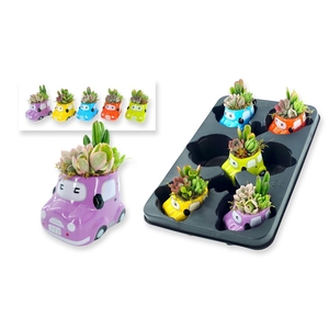 Arrangementen succulenten 6%