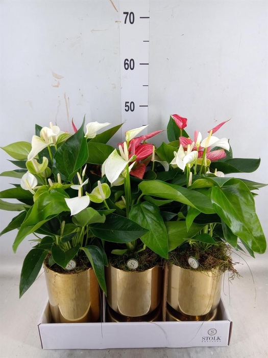 <h4>Anthurium andr.   ...mix  3</h4>