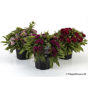 DIANTHUS BARBATUS p21