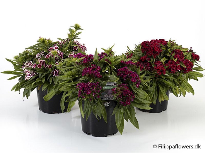 <h4>DIANTHUS BARBATUS p21</h4>