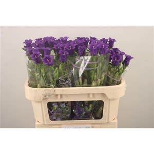 Campanula Med Champ Blue