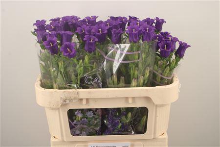 <h4>Campanula Med Champ Blue</h4>