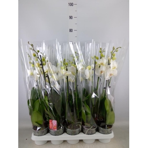 Phalaenopsis   ...white