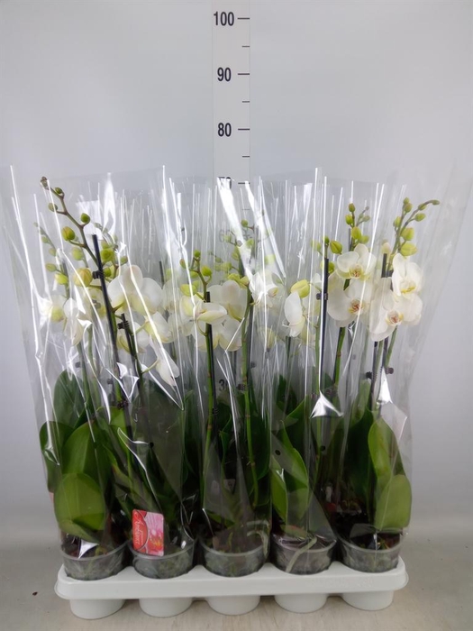<h4>Phalaenopsis   ...white</h4>