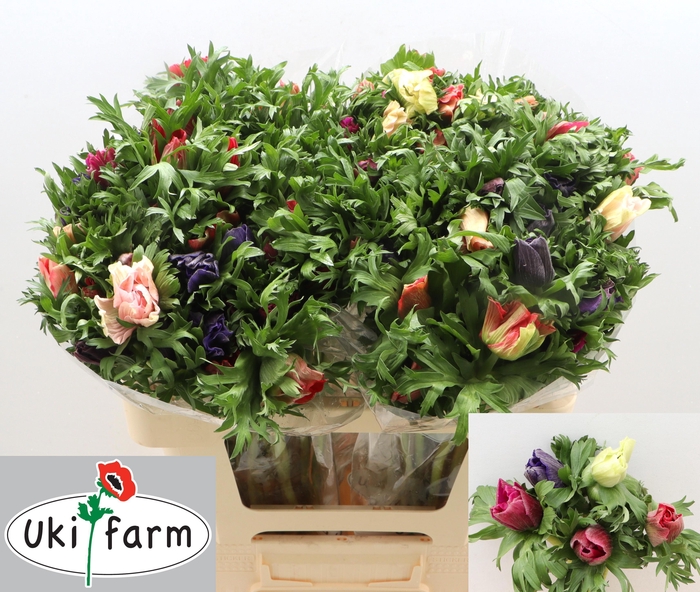 <h4>ANEM GEM BS</h4>