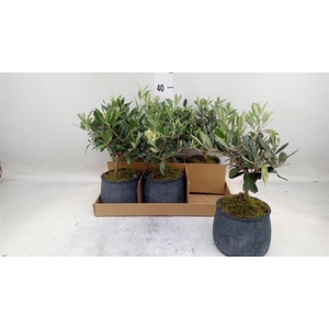 Arr.   Tuinplanten L%