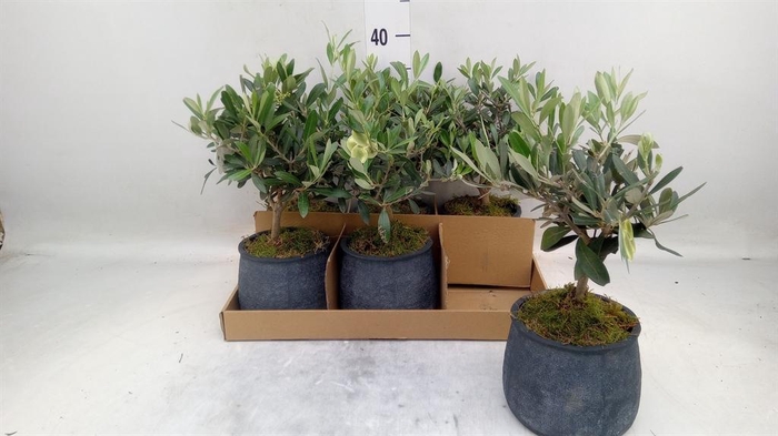 <h4>Arr.   Tuinplanten L%</h4>