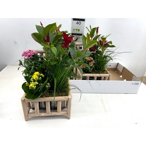 ARR TUINPLANTEN