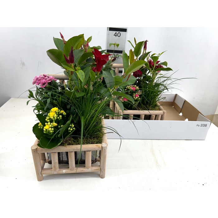 <h4>ARR TUINPLANTEN</h4>