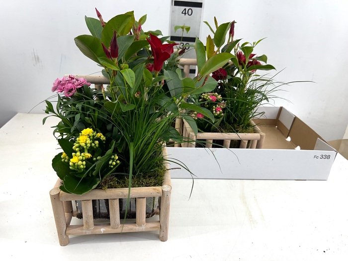 ARR TUINPLANTEN