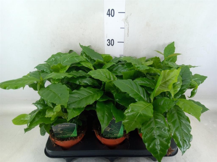 <h4>Coffea arabica</h4>