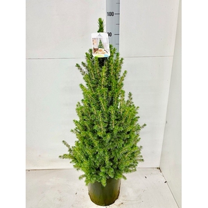 PICEA GL CONICA