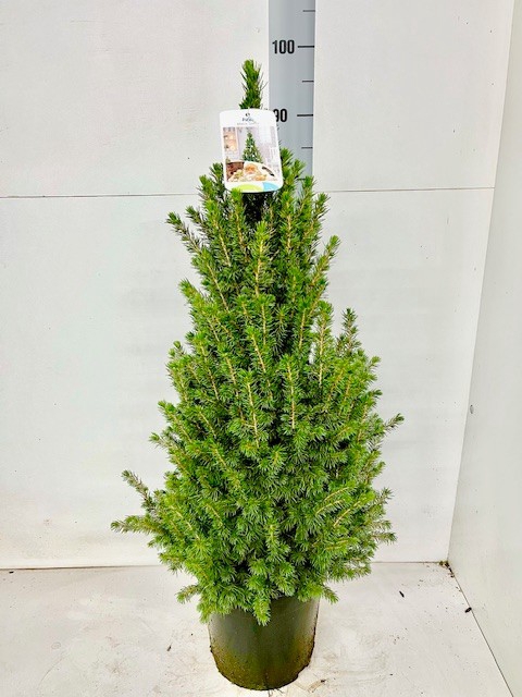 <h4>PICEA GL CONICA</h4>