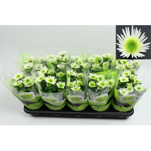 Chrysant Splash Meadow 2-2 Pot 12