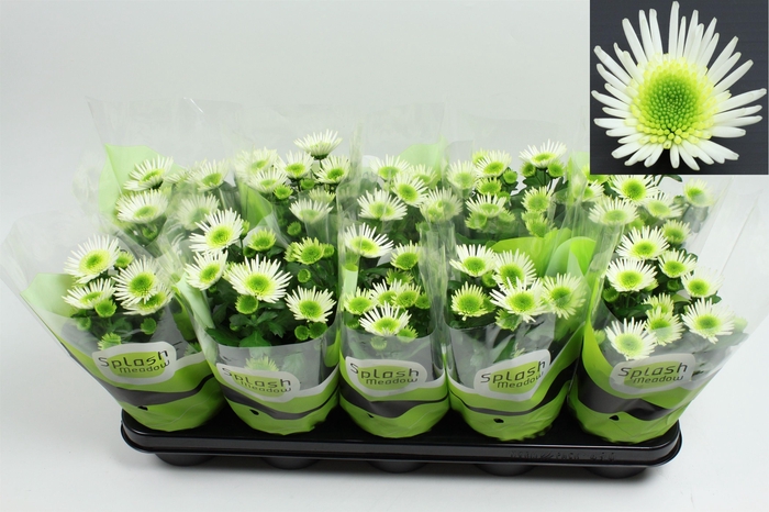 <h4>Chrysant Splash Meadow 2-2 Pot 12</h4>