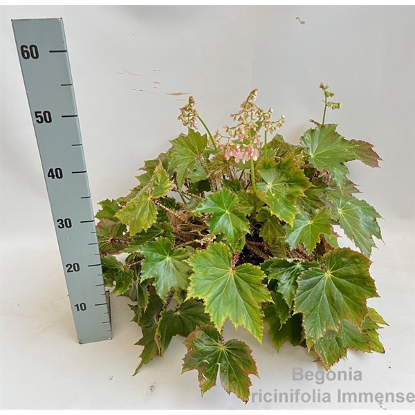 <h4>Begonia ricinifolia 'Immense' 23cm</h4>