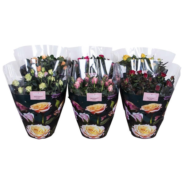 <h4>Nolina Roses Ø 23 cm Mix</h4>